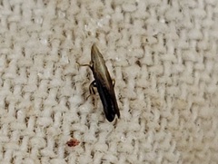 Neomegamelanus spartini