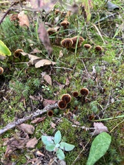 Coltricia cinnamomea