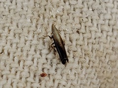 Neomegamelanus spartini