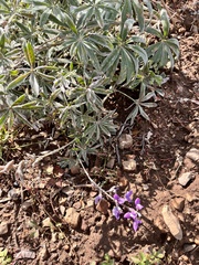 Lupinus argenteus