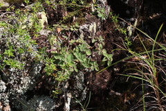 Coleus acariformis