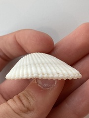 Arcidae