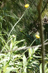 Xerochrysum strictum