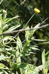 Xerochrysum strictum