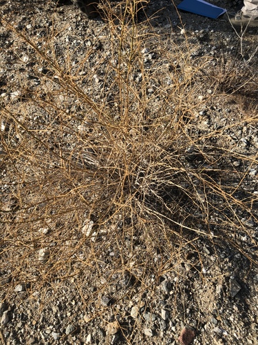 iNaturalist observation photo of Cheesebush