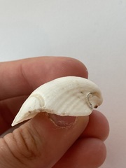 Arcidae
