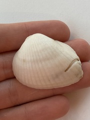 Arcidae