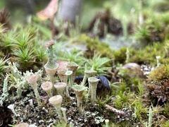 Cladonia chlorophaea