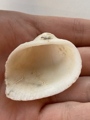 Arcidae