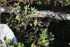 Wikstroemia indica