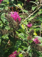 Buddleja