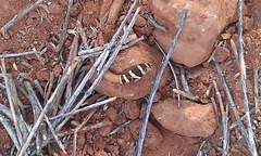 Delma elegans