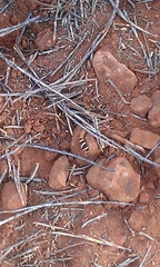 Delma elegans