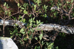 Wikstroemia indica