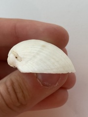 Arcidae