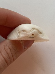 Arcidae