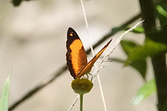 Cupha prosope
