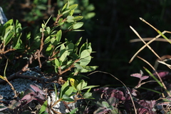Wikstroemia indica