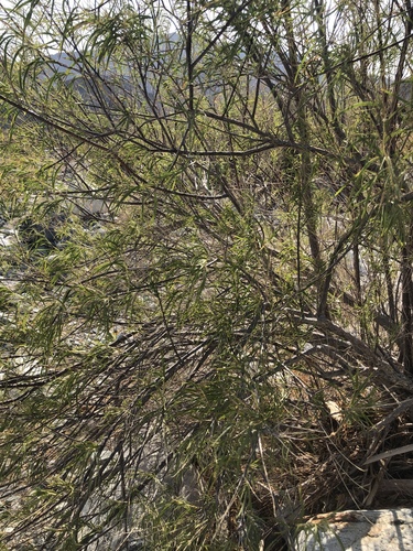 iNaturalist observation photo of desert willow