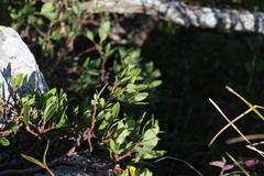 Wikstroemia indica
