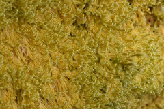 Stereodon subimponens