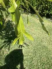 Buckinghamia celsissima