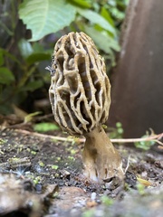 Morchella rufobrunnea