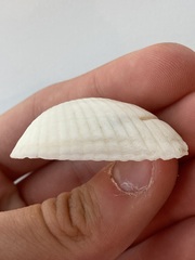 Arcidae