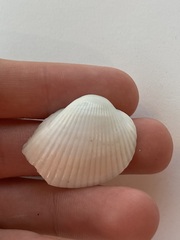 Arcidae