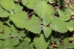 Coleus acariformis