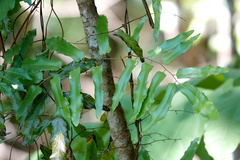 Lygodium reticulatum