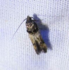 Walshia miscecolorella