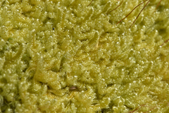 Stereodon subimponens