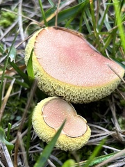 Hortiboletus campestris