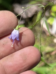 Campanula divaricata