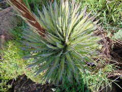 Agave filifera