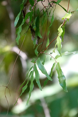 Lygodium reticulatum