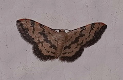 Idaea phaeocrossa