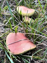 Hortiboletus campestris
