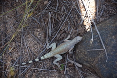 Callisaurus draconoides