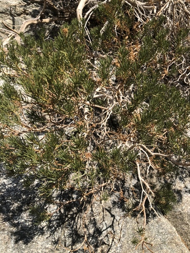 iNaturalist observation photo of Schott's Pygmycedar
