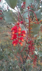 Grevillea wickhamii