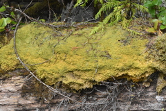 Stereodon subimponens