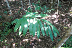 Alpinia caerulea