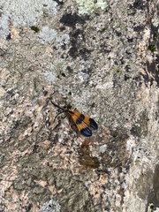 Calopteron