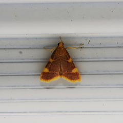 Hypsopygia
