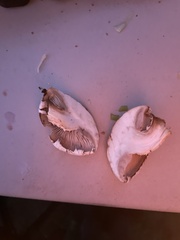 Hemipholiota populnea