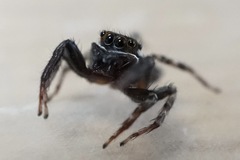 Hasarius adansoni