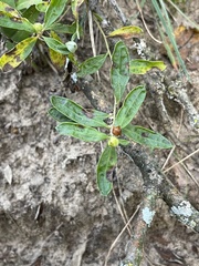 Crocanthemum canadense