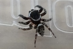 Hasarius adansoni